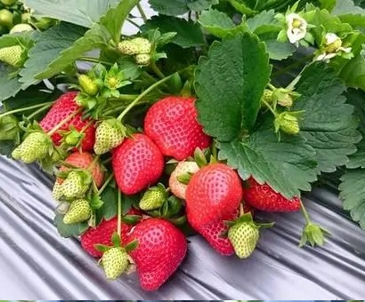 大沃九·草莓案例分享