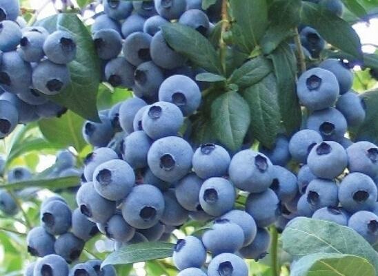大沃九·蓝莓案例分享